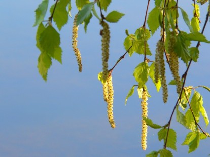 betula_pendula.jpg