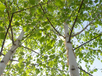 betula_verrucosa4.jpg