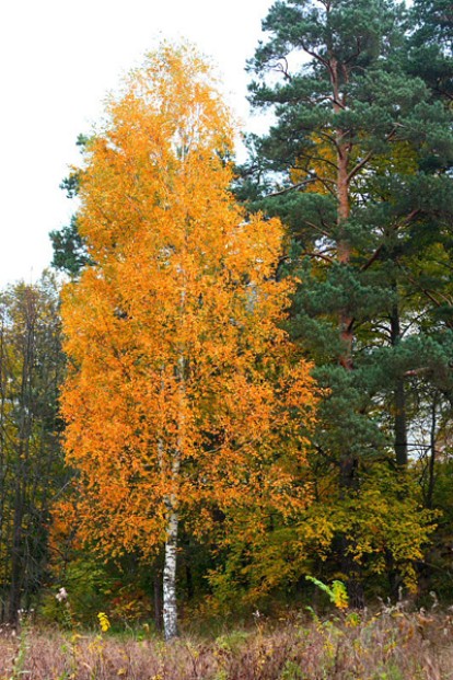 betula_verrucosa5.jpg