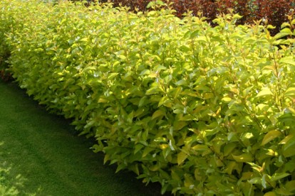 cornus_alba_aurea-1.jpg
