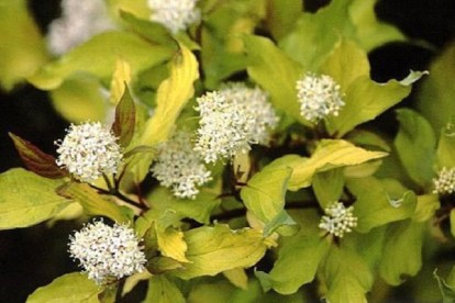 cornus_alba_aurea-2.jpg
