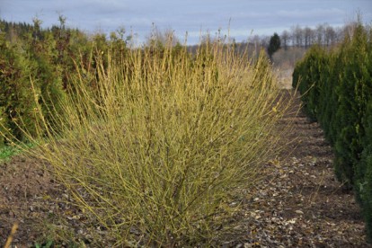 cornus_alba_aurea-3.jpg