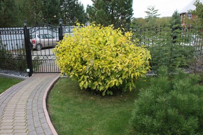 cornus_alba_aurea-4.jpg
