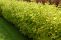 cornus_alba_aurea-1.jpg