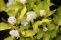 cornus_alba_aurea-2.jpg
