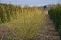 cornus_alba_aurea-3.jpg