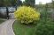 cornus_alba_aurea-4.jpg