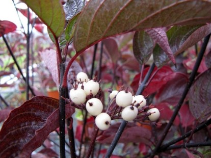 kesselringii_4.jpg