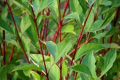 cornus_alba_red_gnome-1.jpg