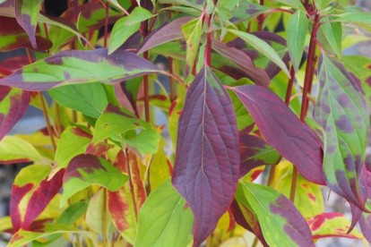cornus_alba_red_gnome-3.jpg