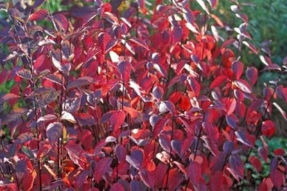 cornus_alba_red_gnome-4.jpg