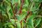 cornus_alba_red_gnome-1.jpg