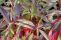 cornus_alba_red_gnome-2.jpg