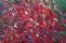 cornus_alba_red_gnome-4.jpg