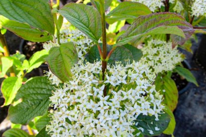 cornus_alba_siberian_pearls-1.jpg