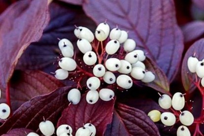cornus_alba_siberian_pearls-2.jpg