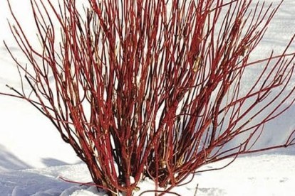 cornus_alba_siberian_pearls-3.jpg