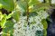 cornus_alba_siberian_pearls-1.jpg