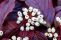 cornus_alba_siberian_pearls-2.jpg