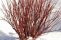cornus_alba_siberian_pearls-3.jpg