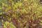 cornus_alba_siberian_pearls-4.jpg
