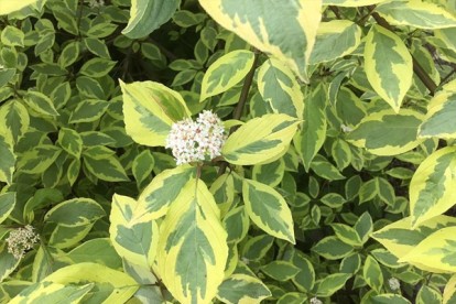 cornus_alba_spaethii-1.jpg