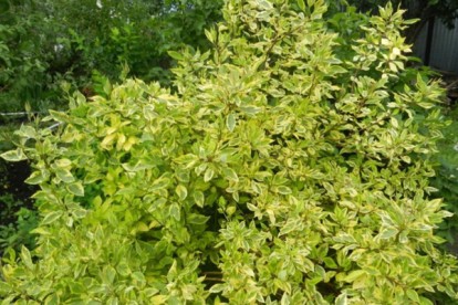 cornus_alba_spaethii-2.jpg