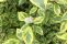 cornus_alba_spaethii-1.jpg