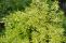 cornus_alba_spaethii-2.jpg