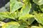 cornus_alba_spaethii-3.jpg