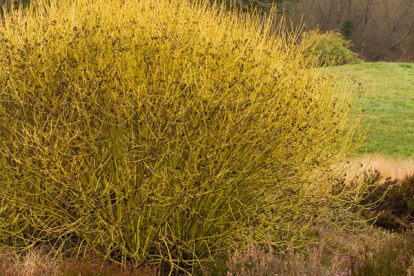 cornus_stolonifera_flaviramea-1.jpg