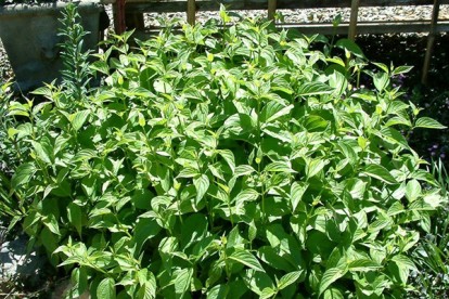 cornus_stolonifera_flaviramea-3.jpg