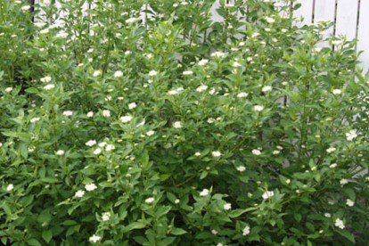 cornus_stolonifera_flaviramea-4.jpg