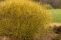 cornus_stolonifera_flaviramea-1.jpg