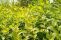 cornus_stolonifera_flaviramea-2.jpg