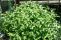 cornus_stolonifera_flaviramea-3.jpg