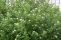 cornus_stolonifera_flaviramea-4.jpg