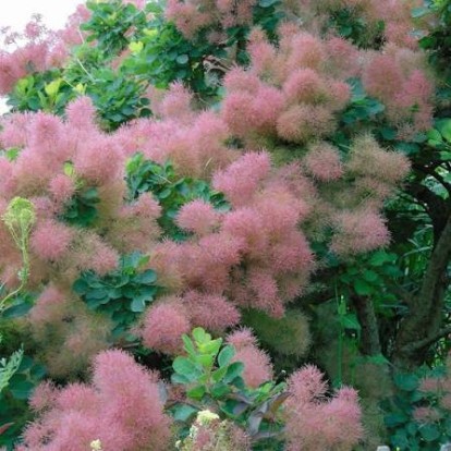cotinus_coggygria_1.jpg