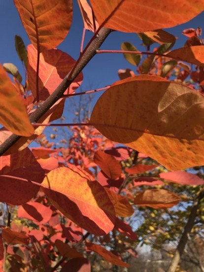 cotinus_coggygria_4.jpg