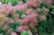cotinus_coggygria_1.jpg