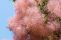 cotinus_coggygria_2.jpg