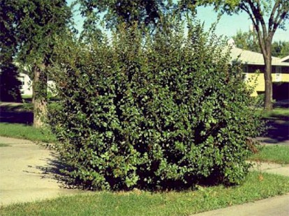 cotoneaster_lucidus_1.jpg