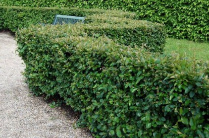 cotoneaster_lucidus_2.jpg