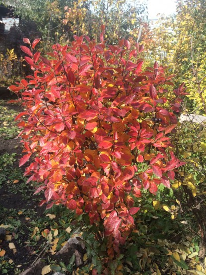 cotoneaster_lucidus_5.jpg