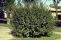cotoneaster_lucidus_1.jpg