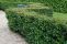 cotoneaster_lucidus_2.jpg