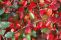 cotoneaster_lucidus_4.jpg
