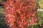 cotoneaster_lucidus_5.jpg