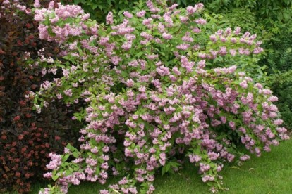 deutzia-hybrida-mont-rose-3.jpg