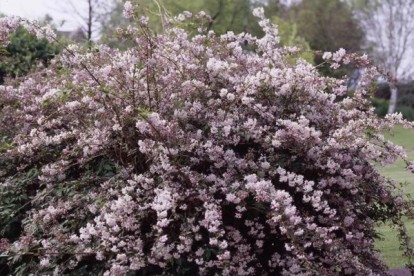 deutzia-hybrida-mont-rose-4.jpg
